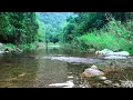 Majestic Forest Sounds, Pleasant Birds Chirping, Peaceful Stream in the Mountains, Pleases the Soul