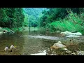 Download Lagu Majestic Forest Sounds, Pleasant Birds Chirping, Peaceful Stream in the Mountains, Pleases the Soul