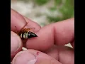 Download Lagu Male Bees, Wasps, Ants and Hornets Cannot Sting You!!