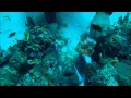 Feeding a Lionfish to Eel and Barracuda