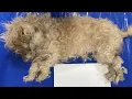 Download Lagu What happened after her rescue will melt your heart