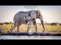 Download Lagu Al Quran: Al Fil (105) - with english audio translation (Sudais \u0026 Shuraim)