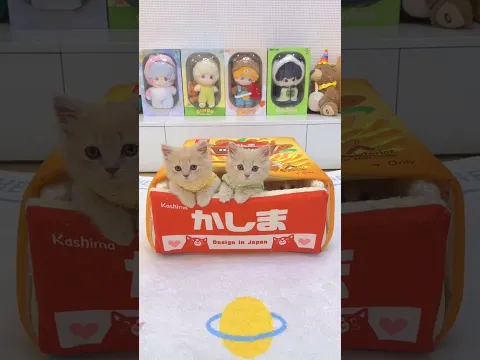 家养的小奶猫有力气 100块猫窝也有点兴趣 #小奶猫的成长日记 #铲屎官的乐趣 #万物可爱计划