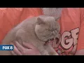 New Day Cleveland CFA International Cat Show