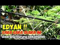 Download Lagu Suara  Sogon Ribut Dan Prenjak Ribut Ampuh Untuk  Pikat Burung Burcil