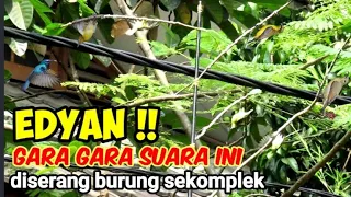 Download Suara  Sogon Ribut Dan Prenjak Ribut Ampuh Untuk  Pikat Burung Burcil MP3