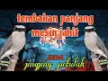 Download Lagu Masteran viral jingjing petulak 🔥🔥