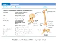Overview of Skeleton-Bone Markings and Division