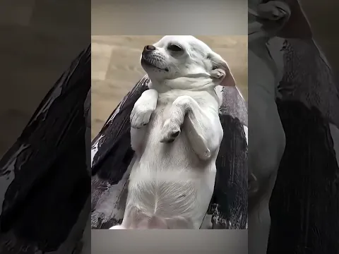 🐶✂️ مقص أظافر ذكي لحماية كلبك! 🐾