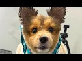 Download Lagu You Won't Believe This Dog's New Look!
