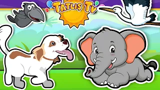 Sevimli Hayvanlar · Aslan Ayı Maymun Panda Penguen Leylek Köpek Kedi Fil Horoz Şarkıları · Tatlış TV