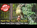 Download Lagu BURUNG KOLIBRI SEPAH RAJA TROTOL - UNTUK TERAPI DAN PANCINGAN SEPAH RAJA AGAR GACOR