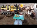 Download Lagu UNTUNG BESAR  ||Ayam Mardi 44 Hari Bobot Rata-Rata Sudah 1 KG 💯