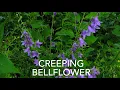 How to identify and remove Creeping Bellflower Campanula rapunculoides