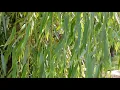 Download Lagu Growing a Weeping Willow from a Small Branch