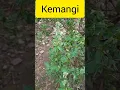 Download Lagu obat asam urat ternyata lalapan yang biasa kita makan sob \