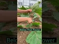 Download Lagu Eggplant Farming Techniques      Remove Side Branches #satisfying #short
