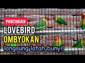 Download Lagu PANCINGAN LOVEBIRD OMBYOKAN AGAR LB RAJIN BUNYI NGEKEK