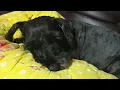 🐶늦저녁 평화로운 일상 | 수현&온유를 악동뮤지션으로 착각한 엄마ㅋㅋ