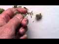 Collecting Gaillardia Seeds AKA Blanket Flowers