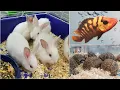 Visit to a Pet Shop Pet Store Tour