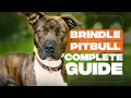Brindle Pitbull Breed Info Friend Or Foe