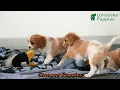 Lively Cavapoo Puppies