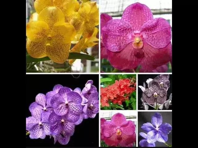KIT COM 10 ORQUÍDEAS VANDAS PRÉ ADULTAS ESPECIAIS