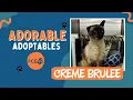 Adorable Adoptables Creme Brulee
