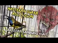 Download Lagu Sogok ontong|Masteran brem sambung kuntillsuara asli sogon