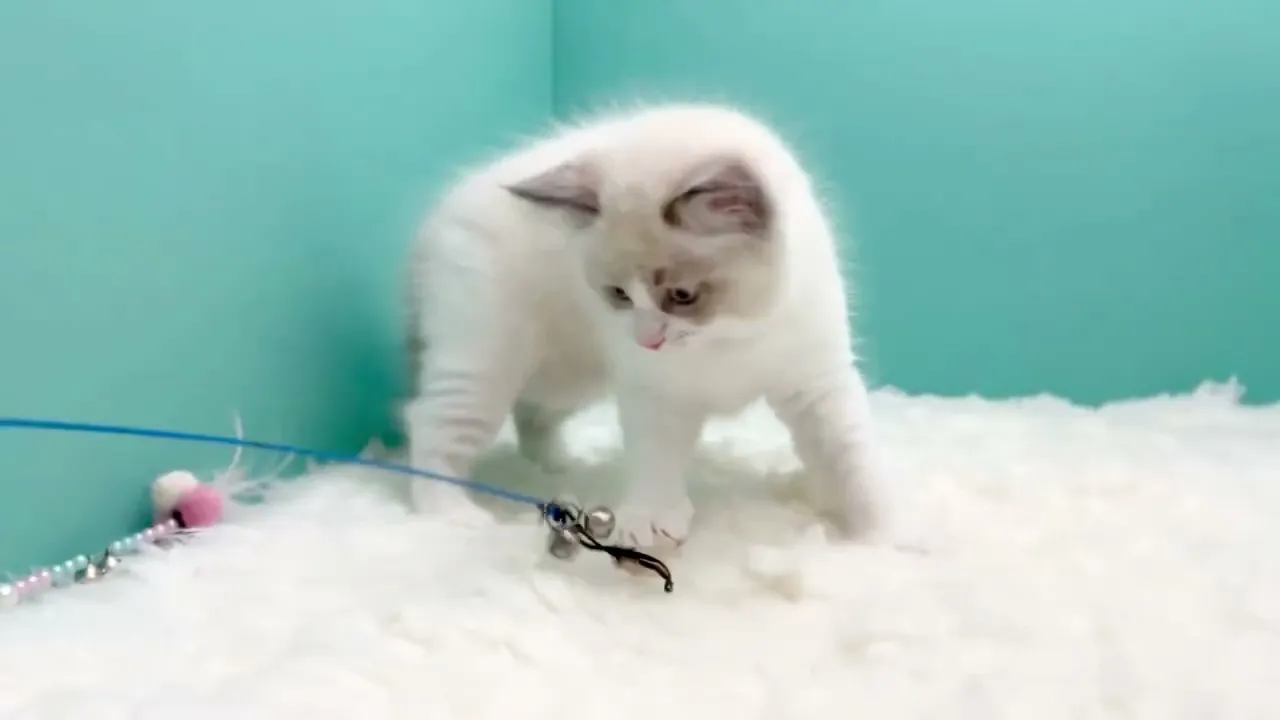 動画