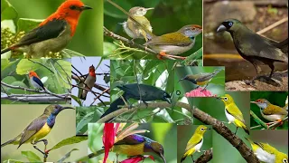 Download Suara pikat burung kombinasi,kolibri,sogo,penjak,pleci,doet/murai papua MP3