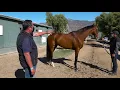Horse trainer Phil D Amato talks about a Thoroughbreds overall conformation