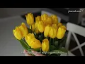 Meaningful Tulip Colors Memorial Choices A Guide For Grief Funeral com