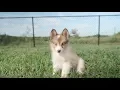 Meet the Shetland Sheepdog Petland Florida