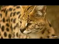 Spots stripes and supper - SafariLIVE Sunset