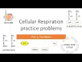 Cellular Respiration Practice Problems with answers
