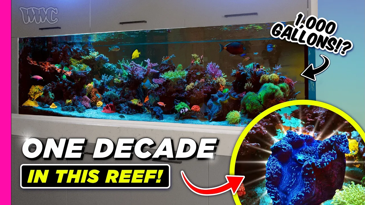 15+ Years in the Making: 1000-Gallon Mixed Reef Tank with Legendary Clam & Stunning Peninsula Design