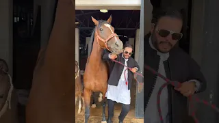 فرس ام ضخمة داست على رجلى.. وفحل ذات الرمال عفجان اسطورة ليبيا  #٦٠شو_مع_الدكتور_حاتم_ستين