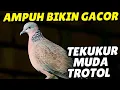 Download Lagu Masteran Tekukur MUDA, TROTOL, CEKUTUR Bikin IKUTAN BUNYI GACOR