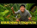 Download Lagu BERBURU HEWAN APAPUN DI TENGAH HUTAN LERENG GUNUNG! DAPET PELIHARAAN LANGSUNG DARI ALAM!