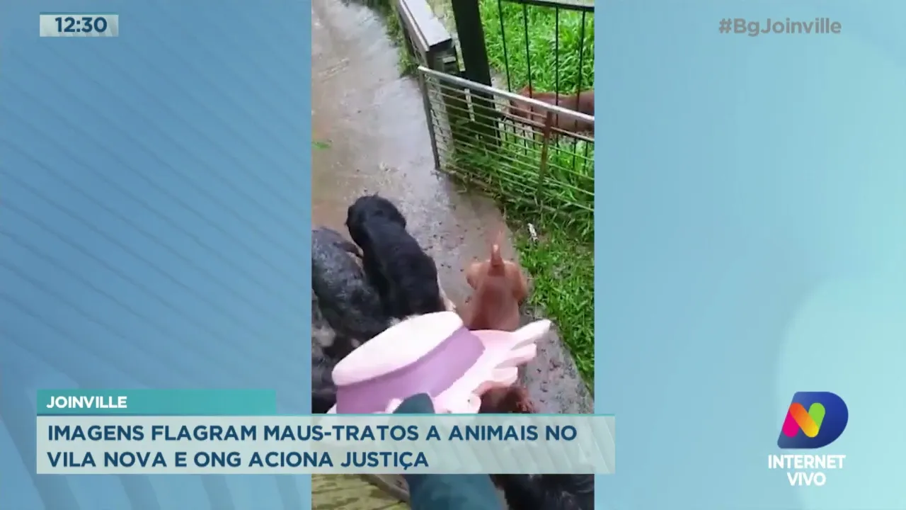 Joinville: Imagens flagram maus tratos a animais no Vila Nova e ONG aciona justiça