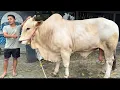 Lagu TERNYATA GAPLO TAMBAH JUMBO DAN KELILING KANDANG BERKAH SETIA FARM‼️