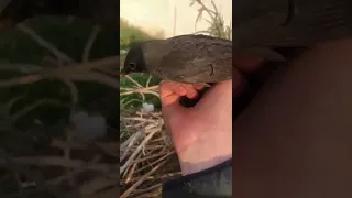 صيد اليوم انثى شحرور  صيد اليوم انثى شحرور