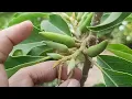 Magnolia champaca...Son Champa...Son Chafa..A fragrant flowering plant