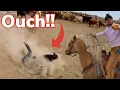 Branding Gone Wrong Calf Goes Missing