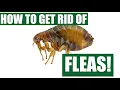 Download Lagu How To Get Rid Of Fleas Guaranteed (4 Easy Steps)