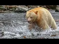 Spirit Bears Great Bear Rainforest Canada