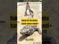 Download Lagu itu buaya loh kak #buaya #carapotong