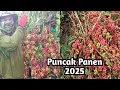 Download Lagu Panen Kopi Jambi Langsung Pemangkasan